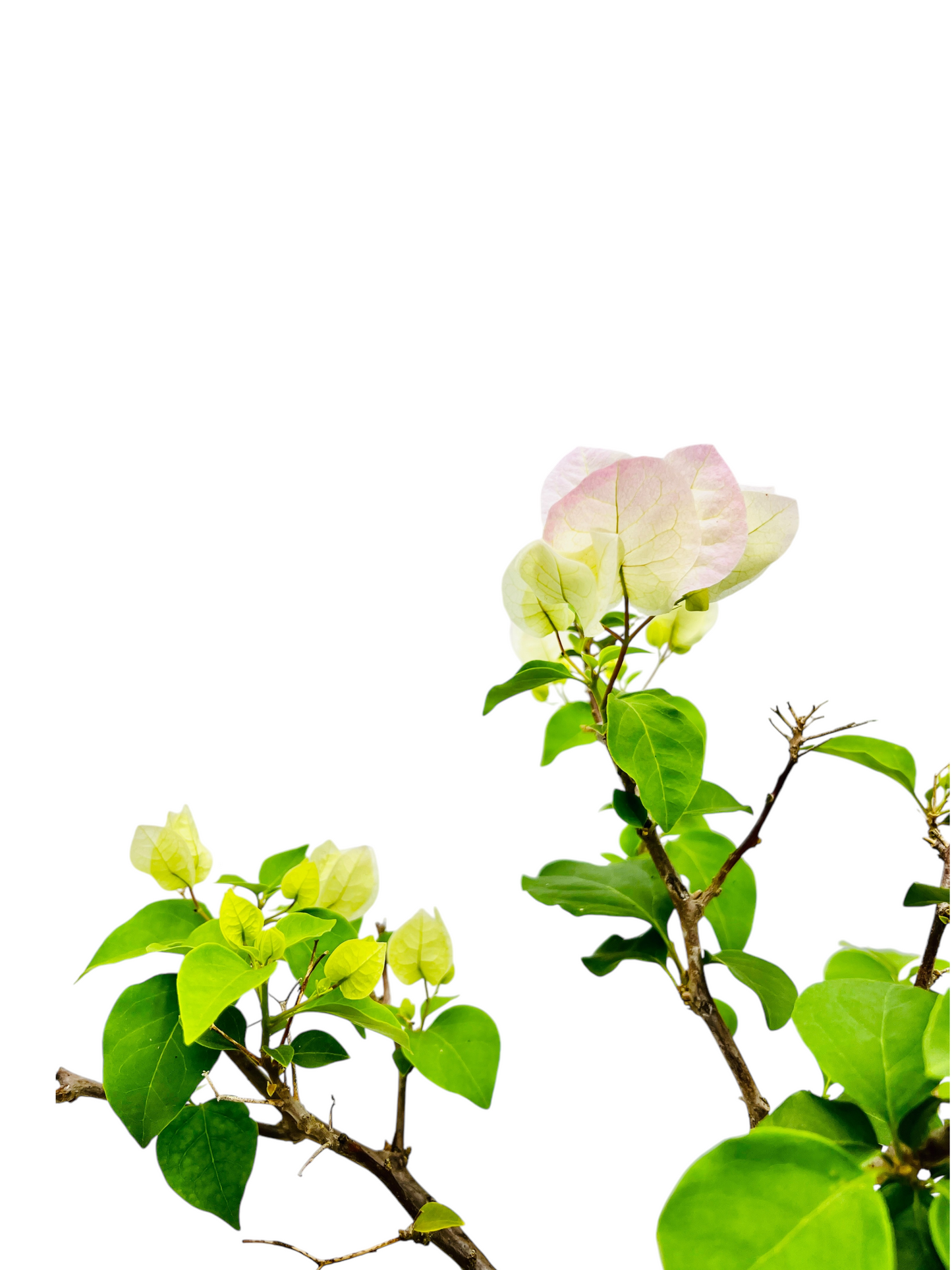 10” White/Pink Flowering Bougainvillea Bonsai Tree