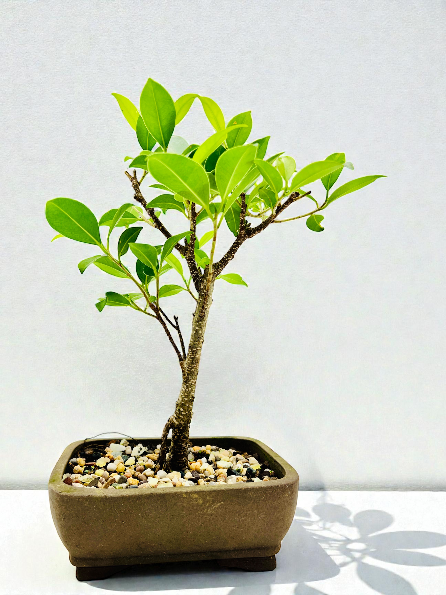 7 Inch Tiger Bark Fig Bonsai Tree