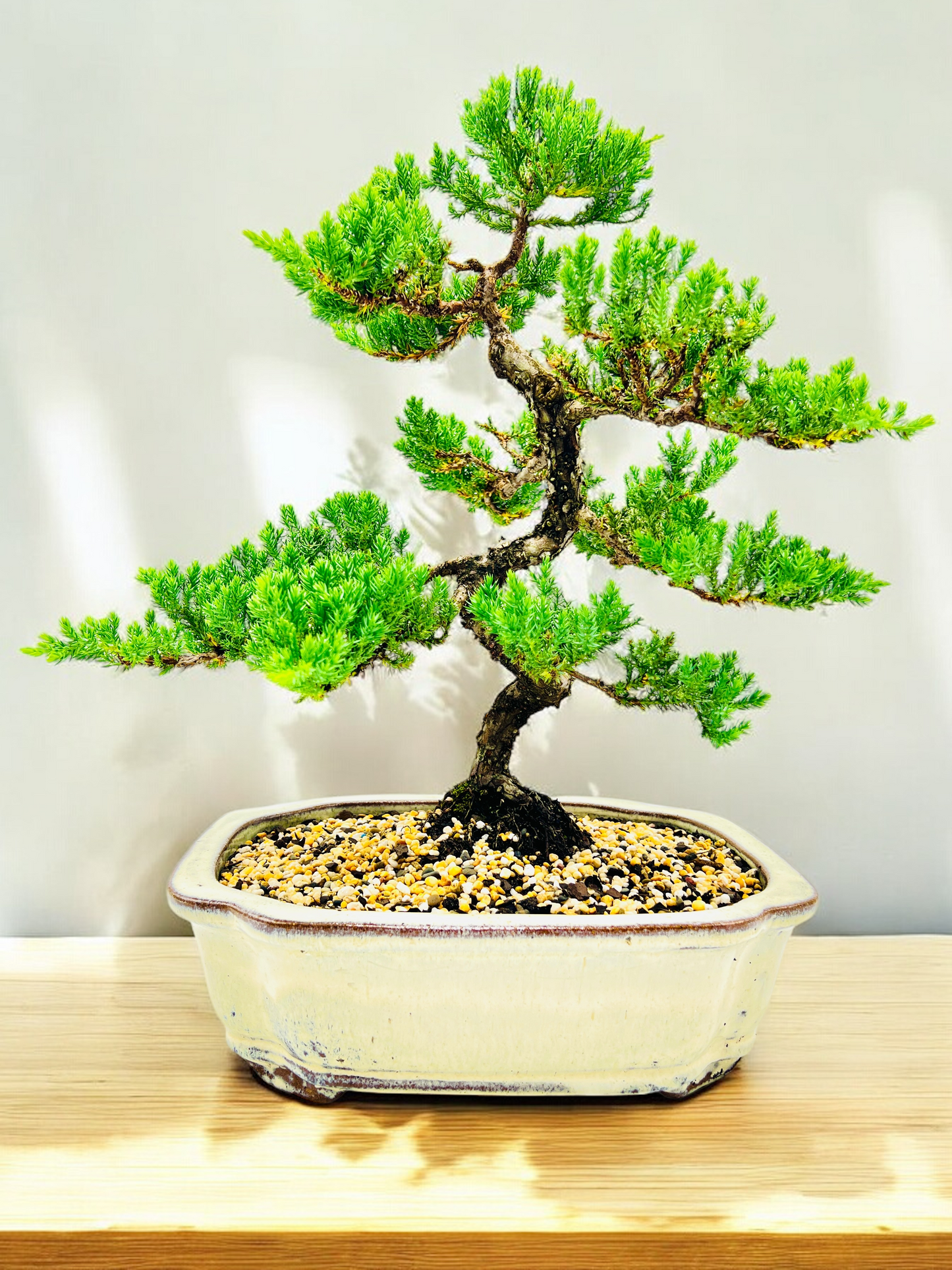 Advanced Twisted Trunk Juniper Squamata Bonsai Tree