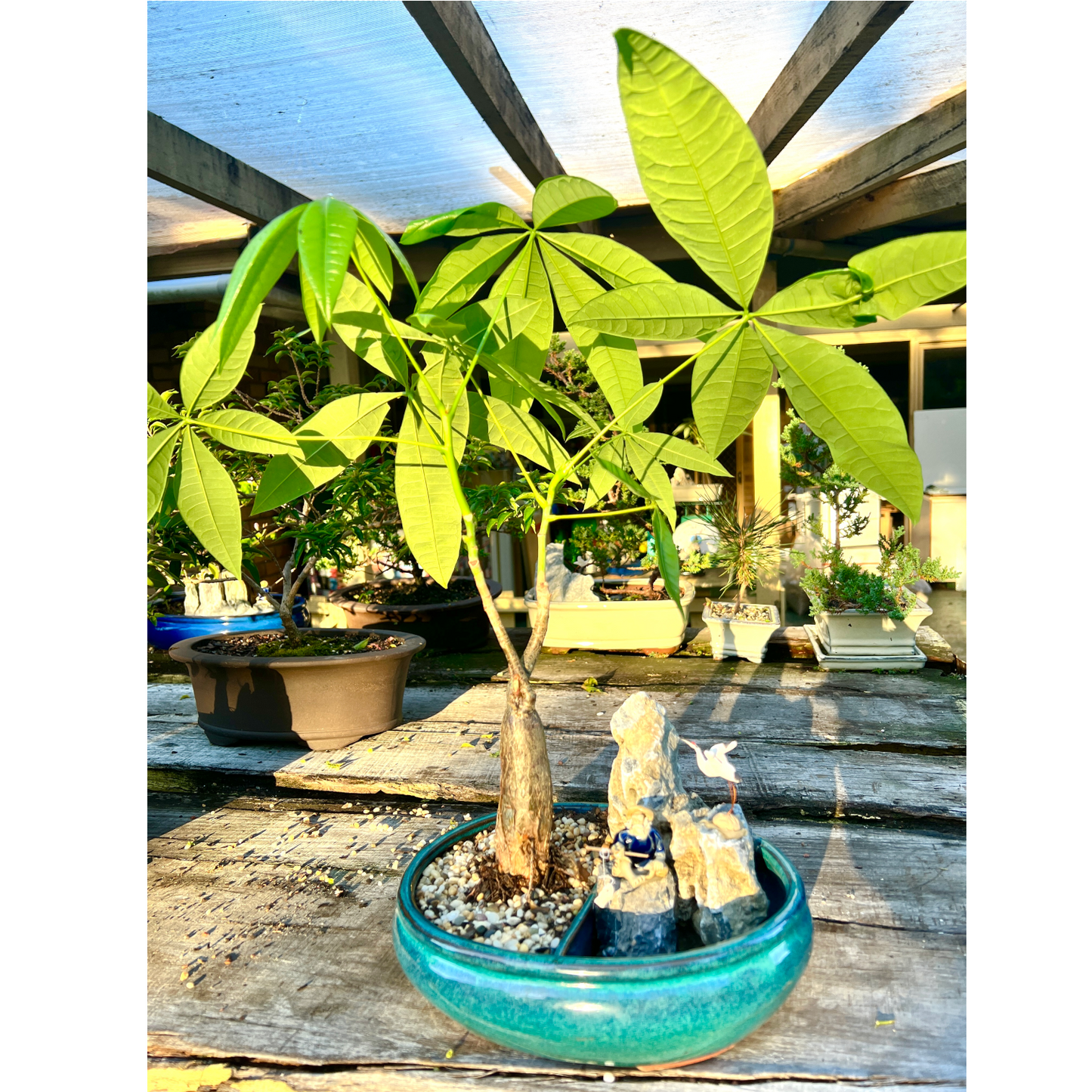 Rock Feature Indoor Guiana Chestnut “Pachira Aquatica” Bonsai Tree 10 Inch 发财树 - Bonsai Gifts Nursery