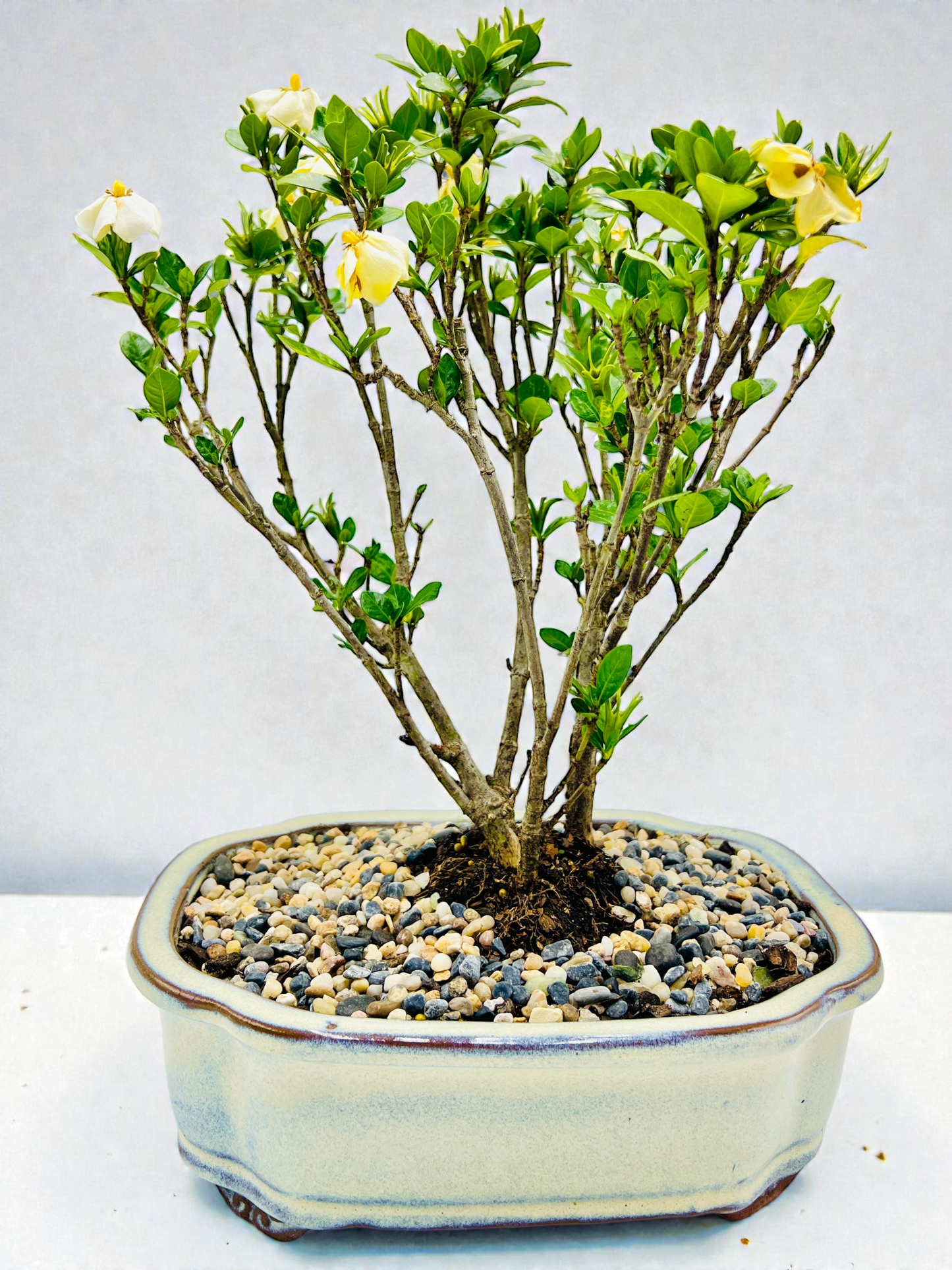 10 Inch Triple Trunk Style Gardenia Bonsai Tree - White Cloud Pot