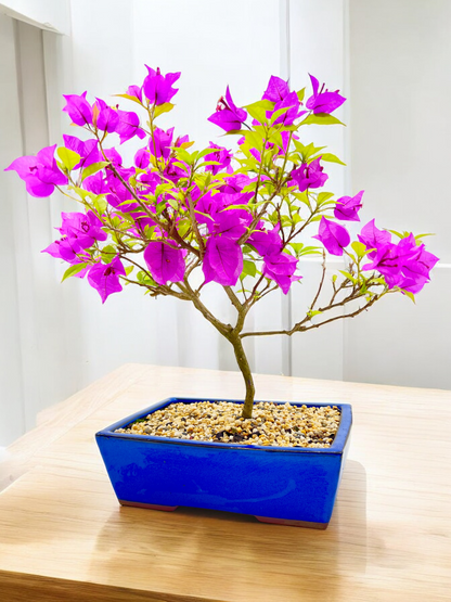 10” Purple Bougainvillea 6 Years Old 50cm Tall