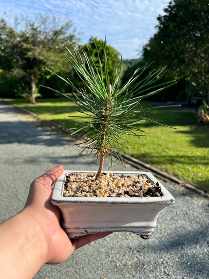 Mikawa Japanese Black Pine Bonsai Tree - Bonsai Gifts Nursery