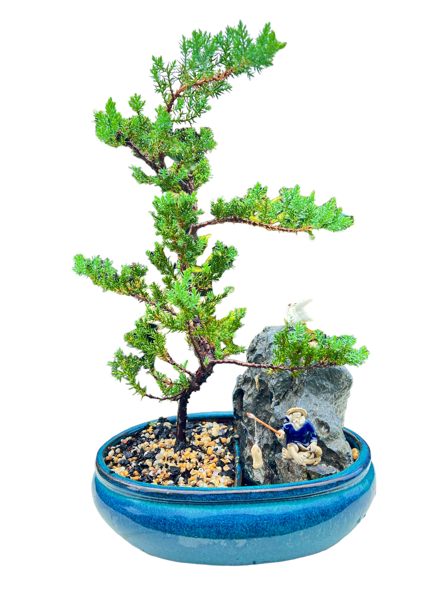 Juniper Bonsai Tree With Rock Feature 10 Inch - Bonsai Gifts Nursery