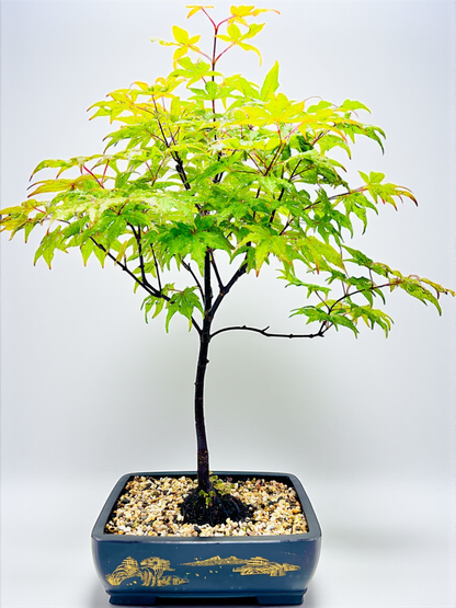 Japanese Maple Bonsai Tree 75cm Tall