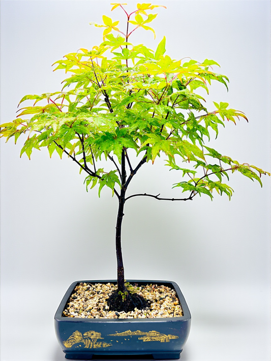 Japanese Maple Bonsai Tree 75cm Tall
