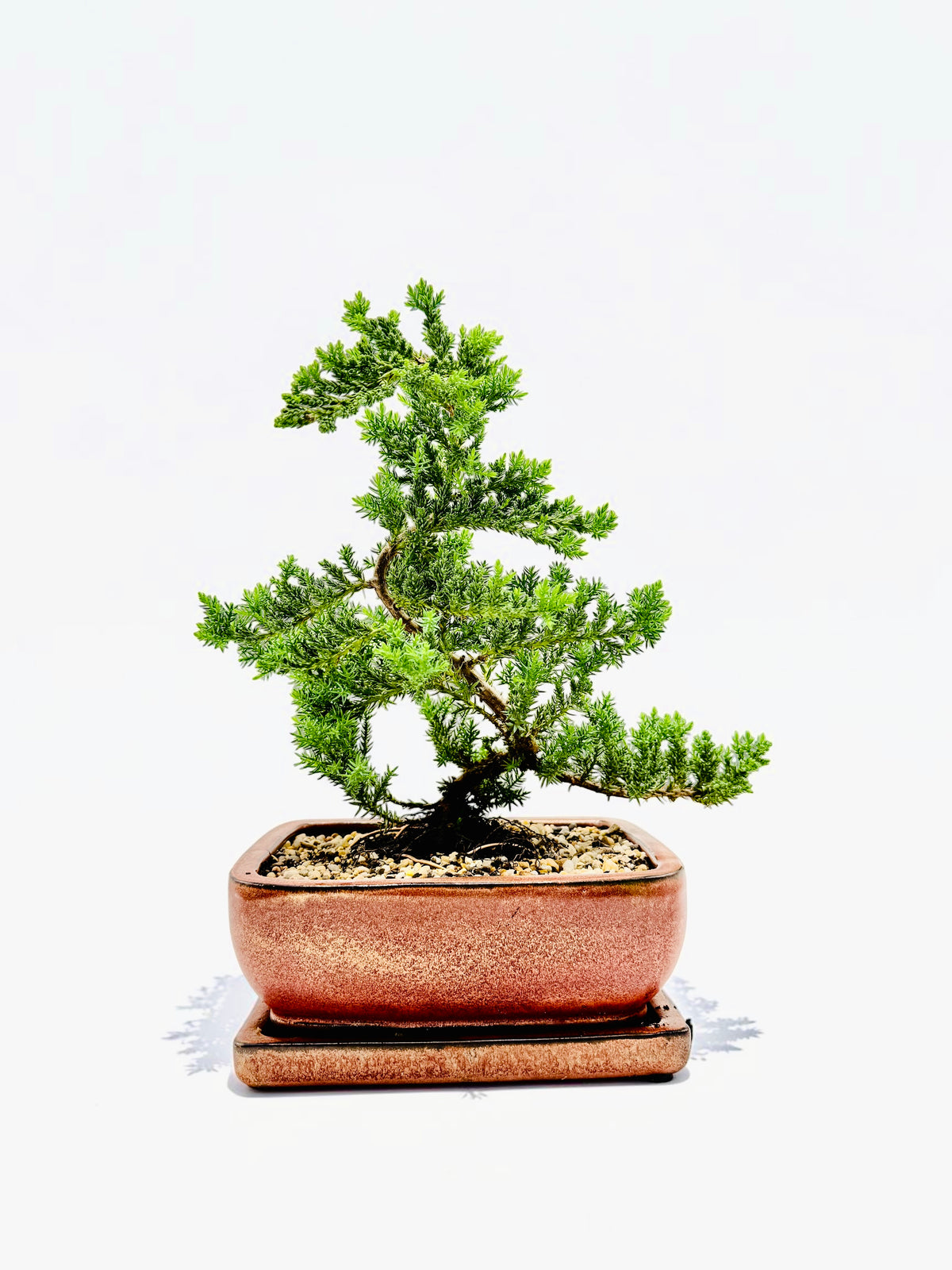 8 Inch Juniper Squamata Bonsai Tree With Saucer - Rustic Glazed Pot