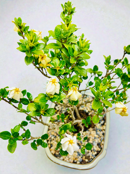 10 Inch Triple Trunk Style Gardenia Bonsai Tree - White Cloud Pot