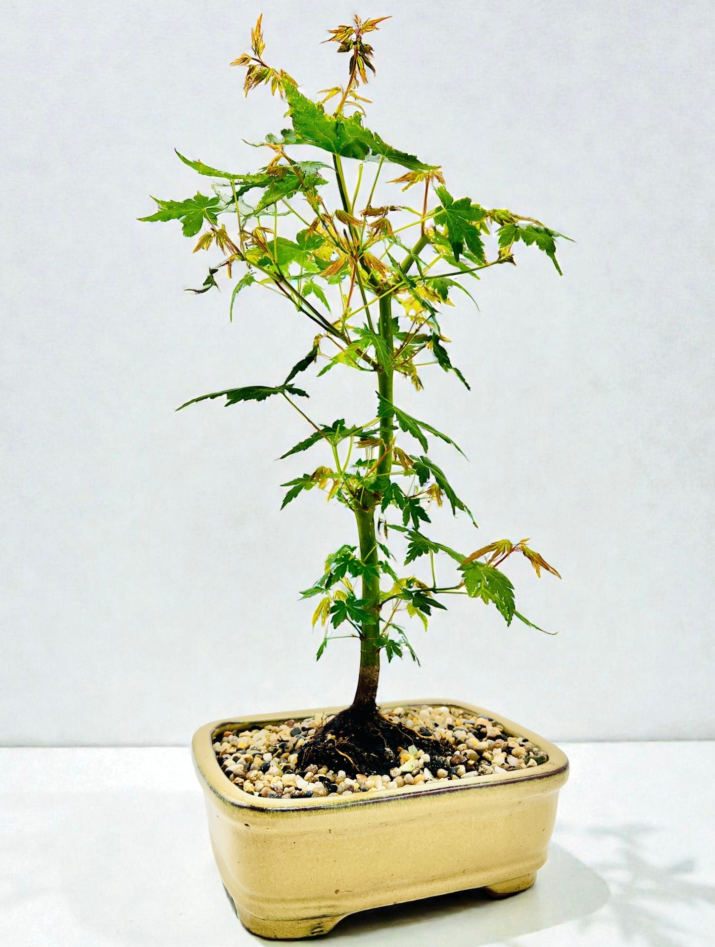 Japanese Maple Bonsai Tree 8 Inch