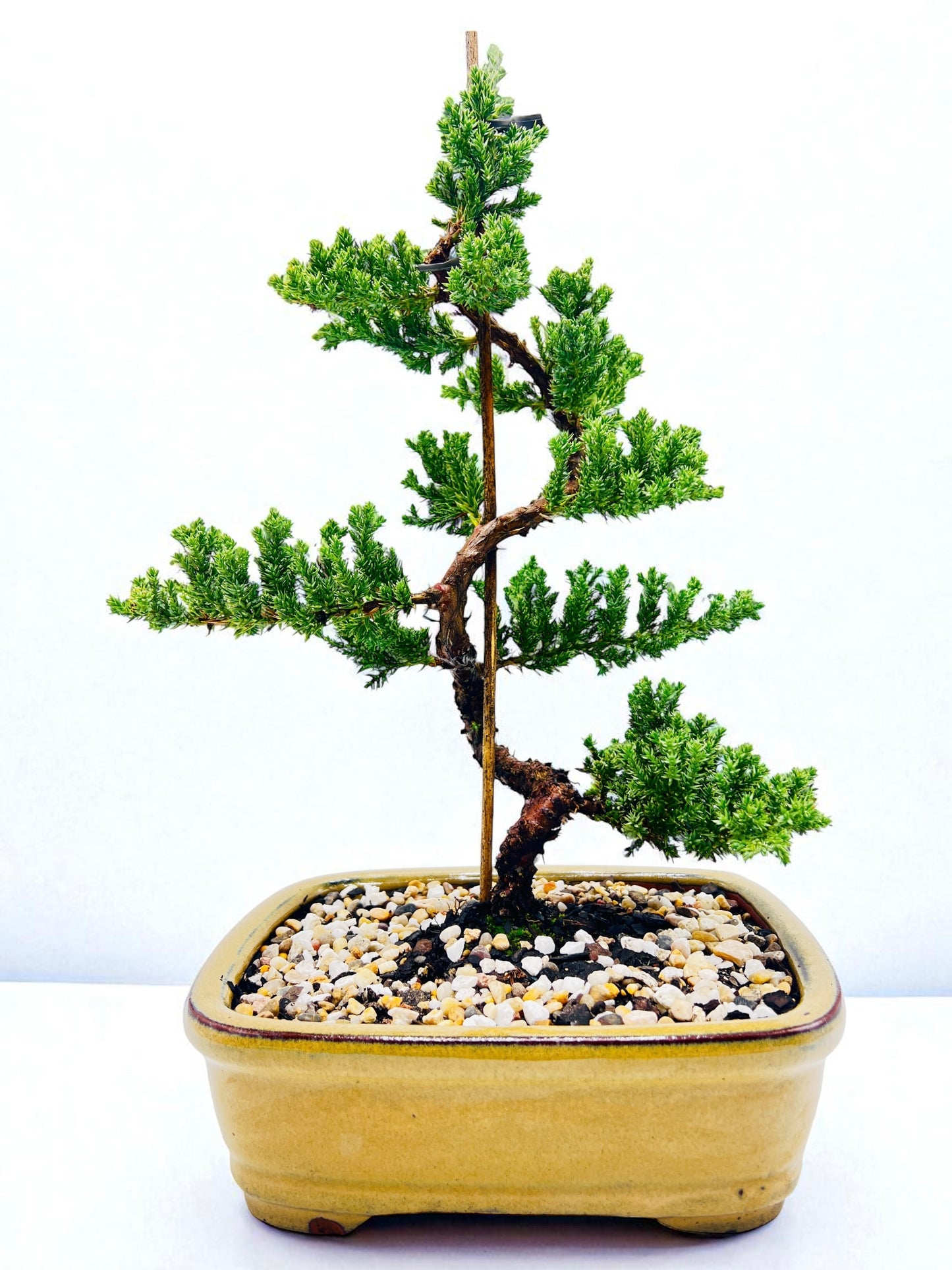 8 Inch Juniper Squamata Bonsai Tree - Yellow Rectangle Pot