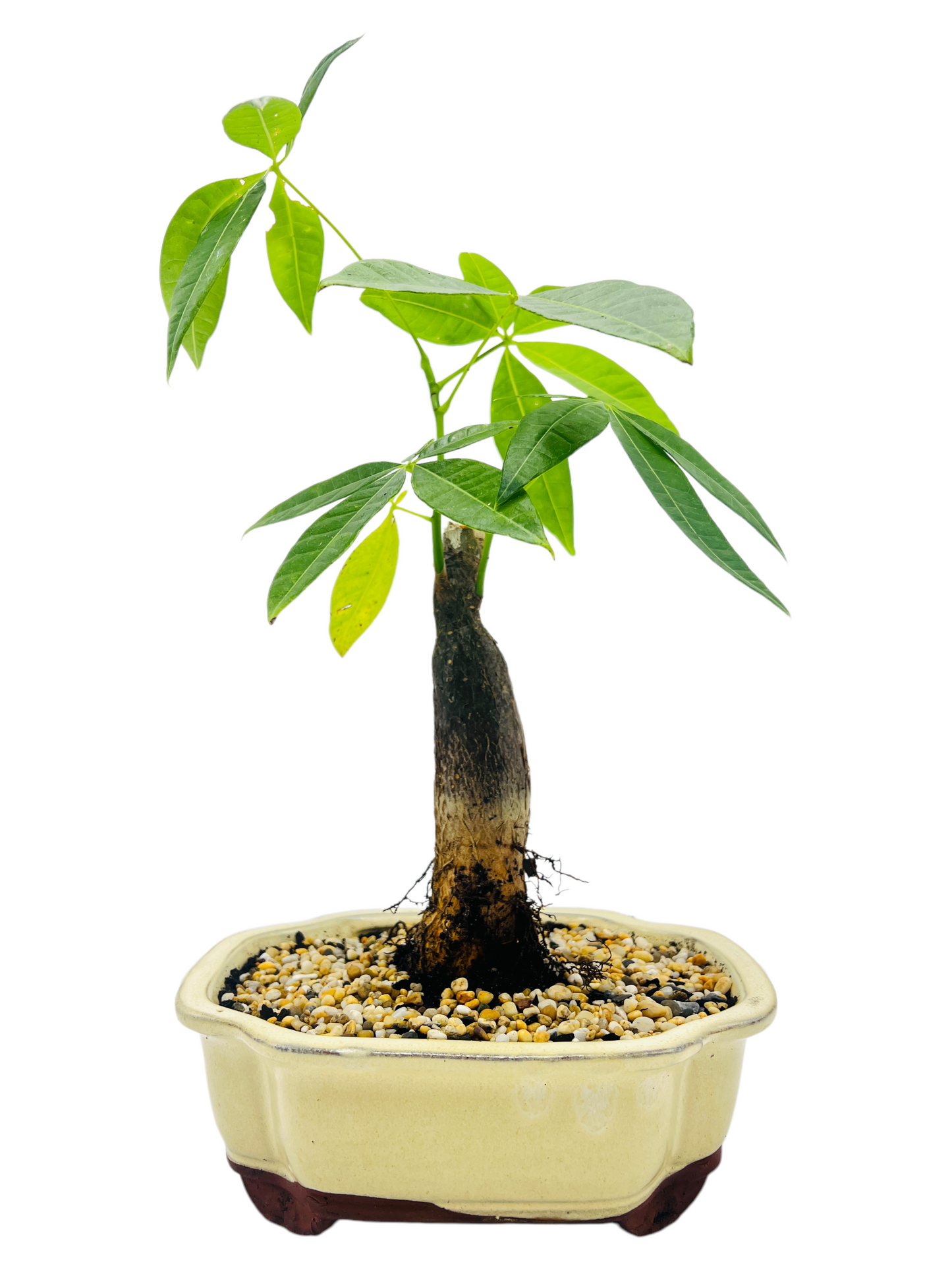 5 Leaves Indoor Guiana Chestnut “Pachira Aquatica” Bonsai Tree 8 Inch 发财树