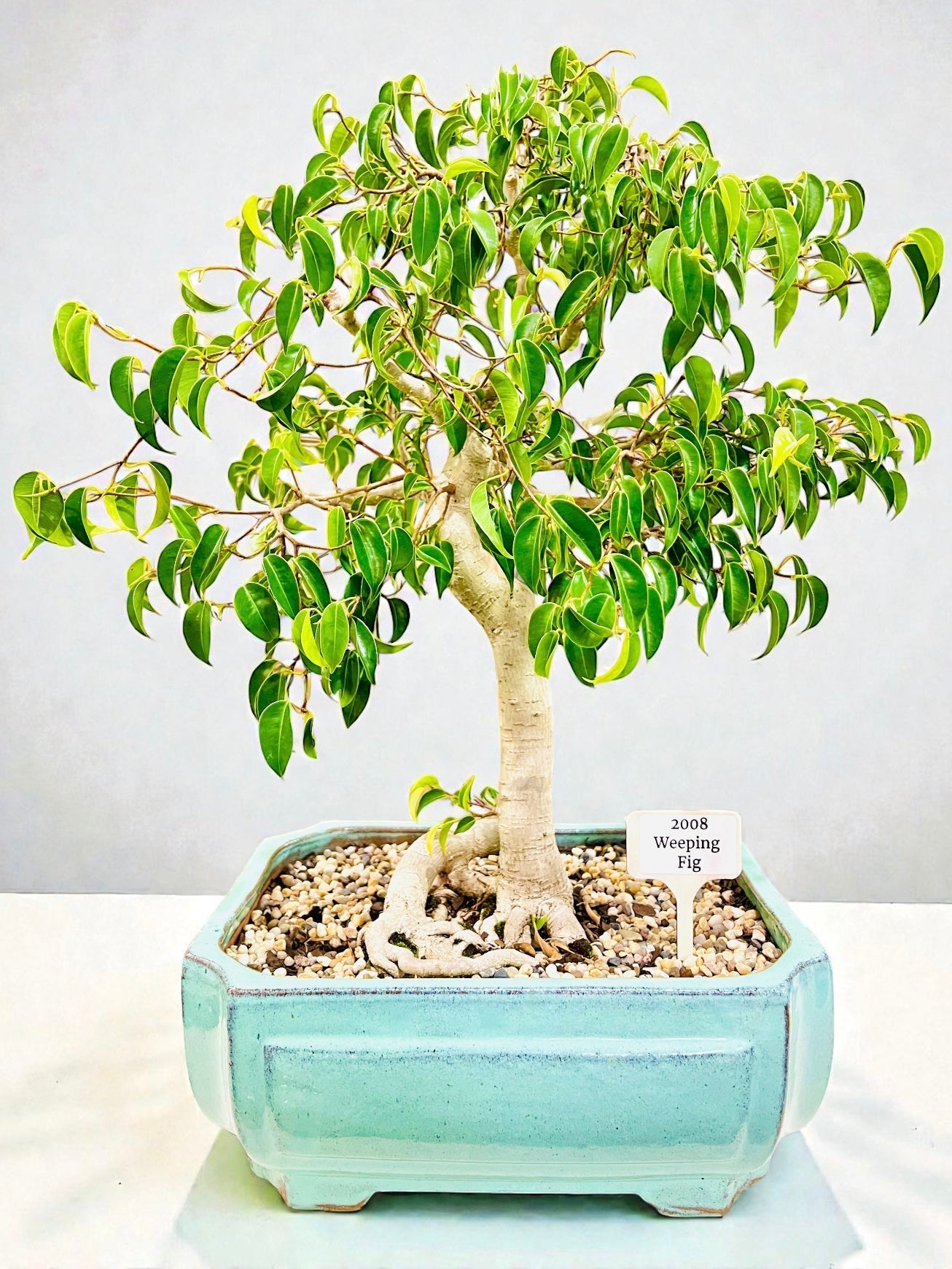 Weeping Fig Bonsai Tree 15 Years Old 70cm Tall