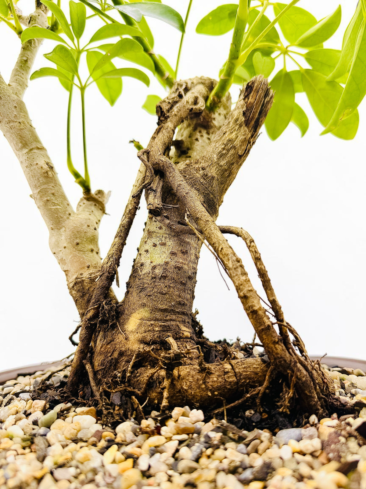 2009 Umbrella Tree Bonsai – Mature Trunk & Exposed Roots