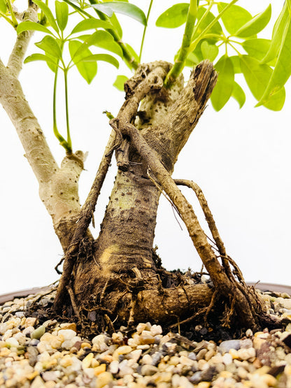 2009 Umbrella Tree Bonsai – Mature Trunk & Exposed Roots