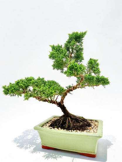2013 Twisted Trunk Japanese Shimpaku Juniper Bonsai Tree