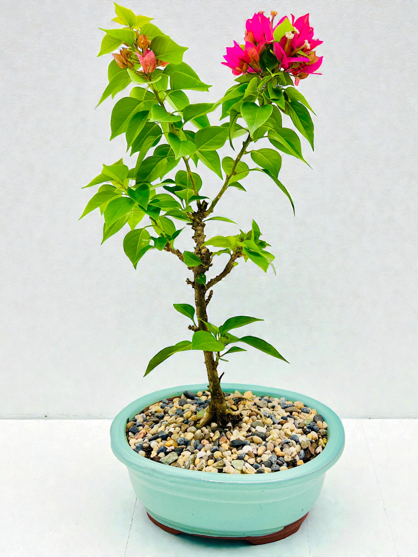 8” Pink Bougainvillea Bonsai Tree 40cm Tall