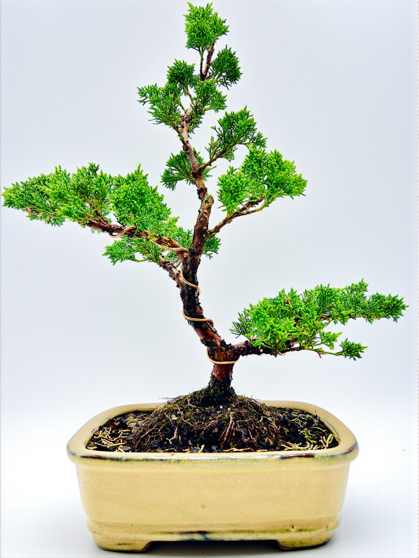 2013 Twisted Trunk Japanese Shimpaku Juniper Bonsai Tree
