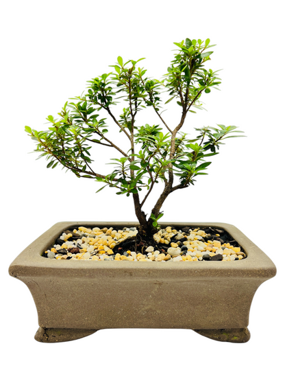 6” Saotome Azalea Bonsai Tree