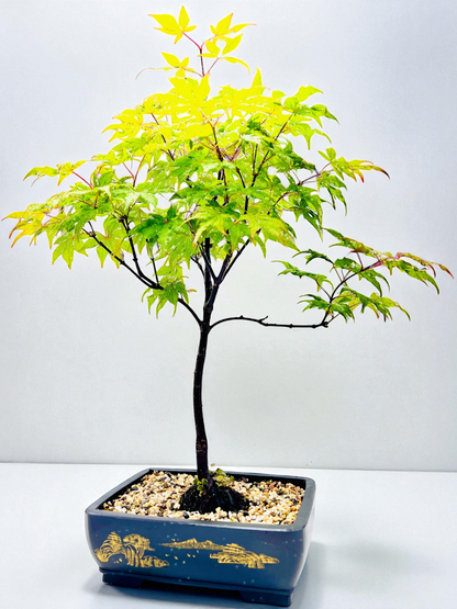 Japanese Maple Bonsai Tree 75cm Tall