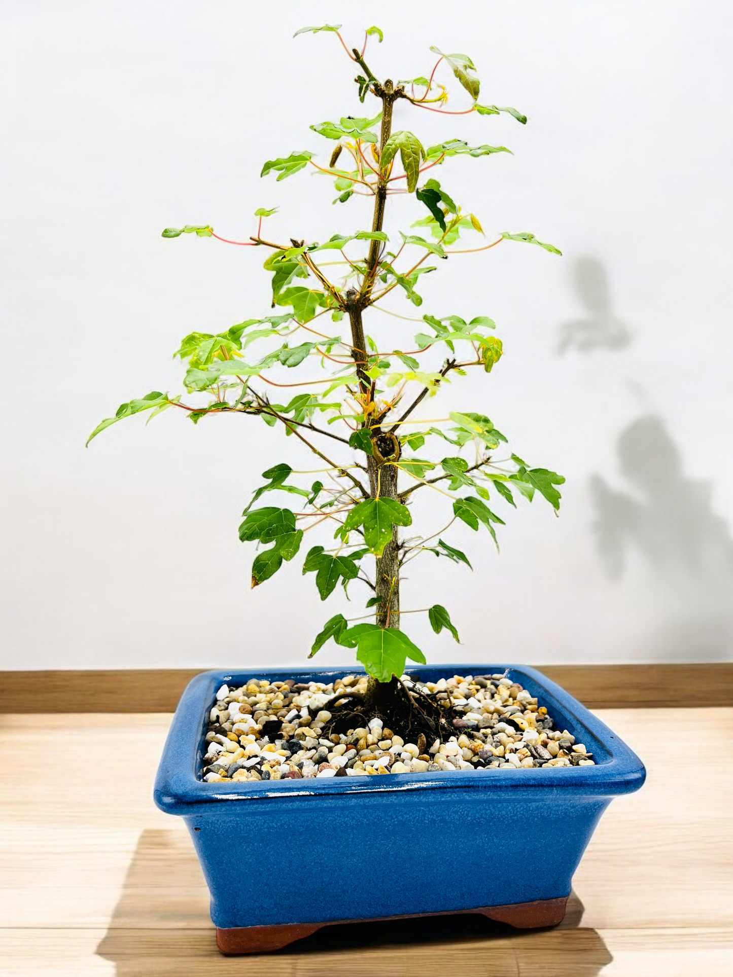 Trident Maple Bonsai Tree 8 Inch