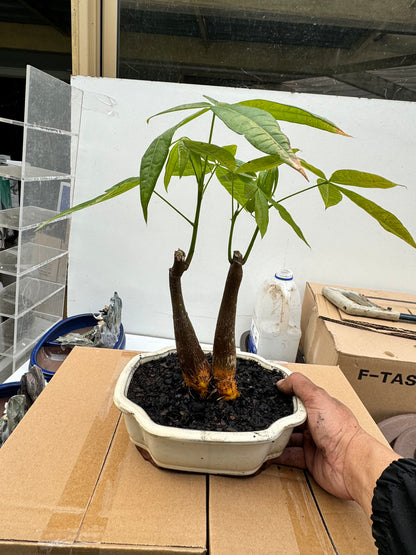 5 Leaves Twin Trunk Indoor Guiana Chestnut “Pachira Aquatica” Bonsai Tree 8 Inch 发财树