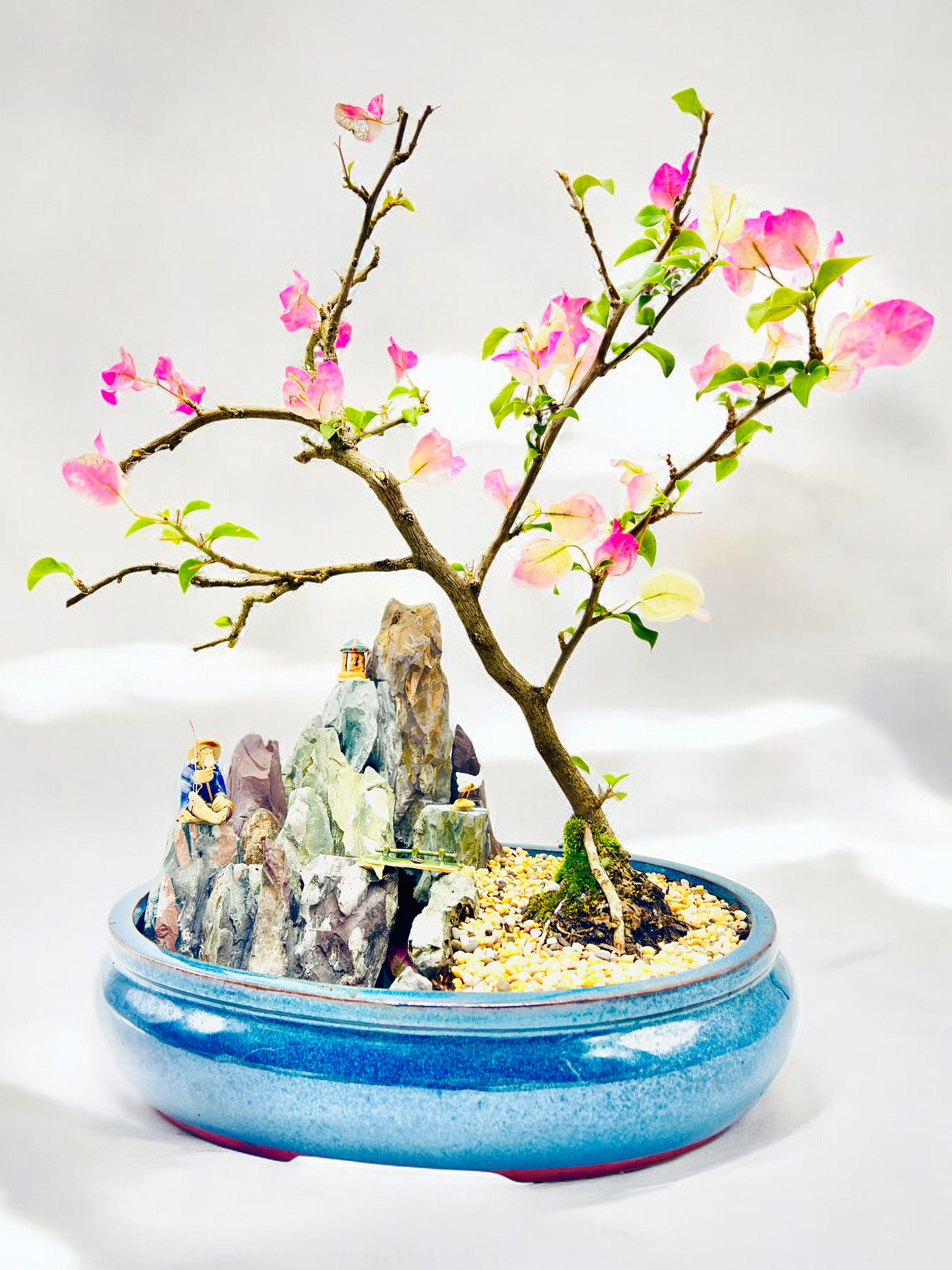 14 Inch White/Pink Flowering Bougainvillea Rock Feature Bonsai Tree