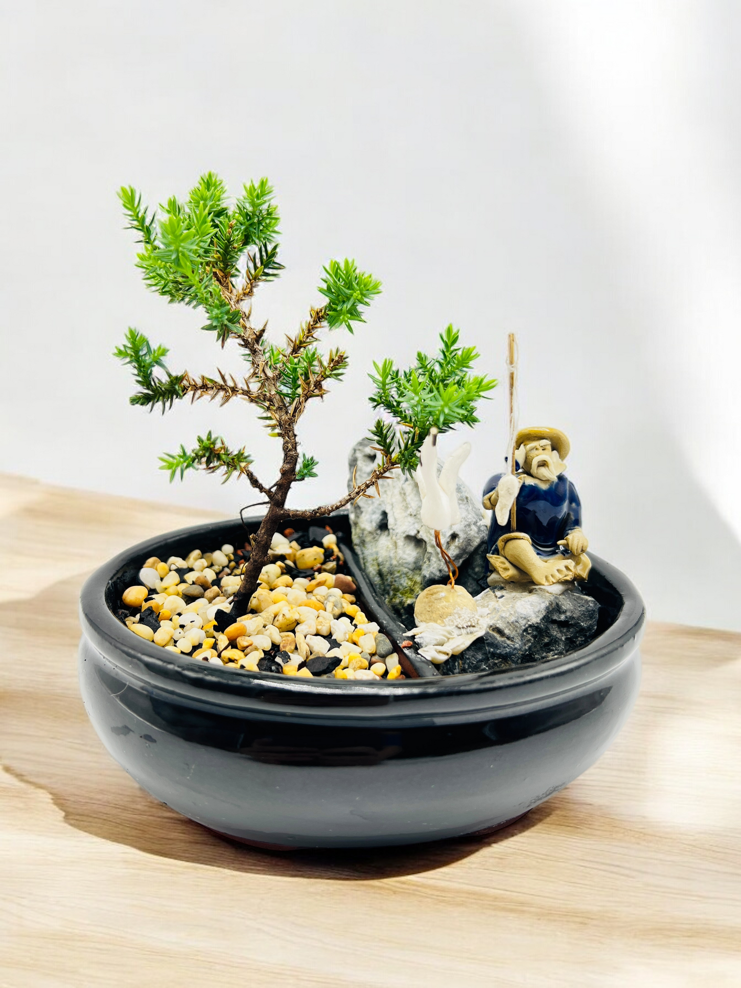 6" Juniper with Rock Feature Bonsai Tree