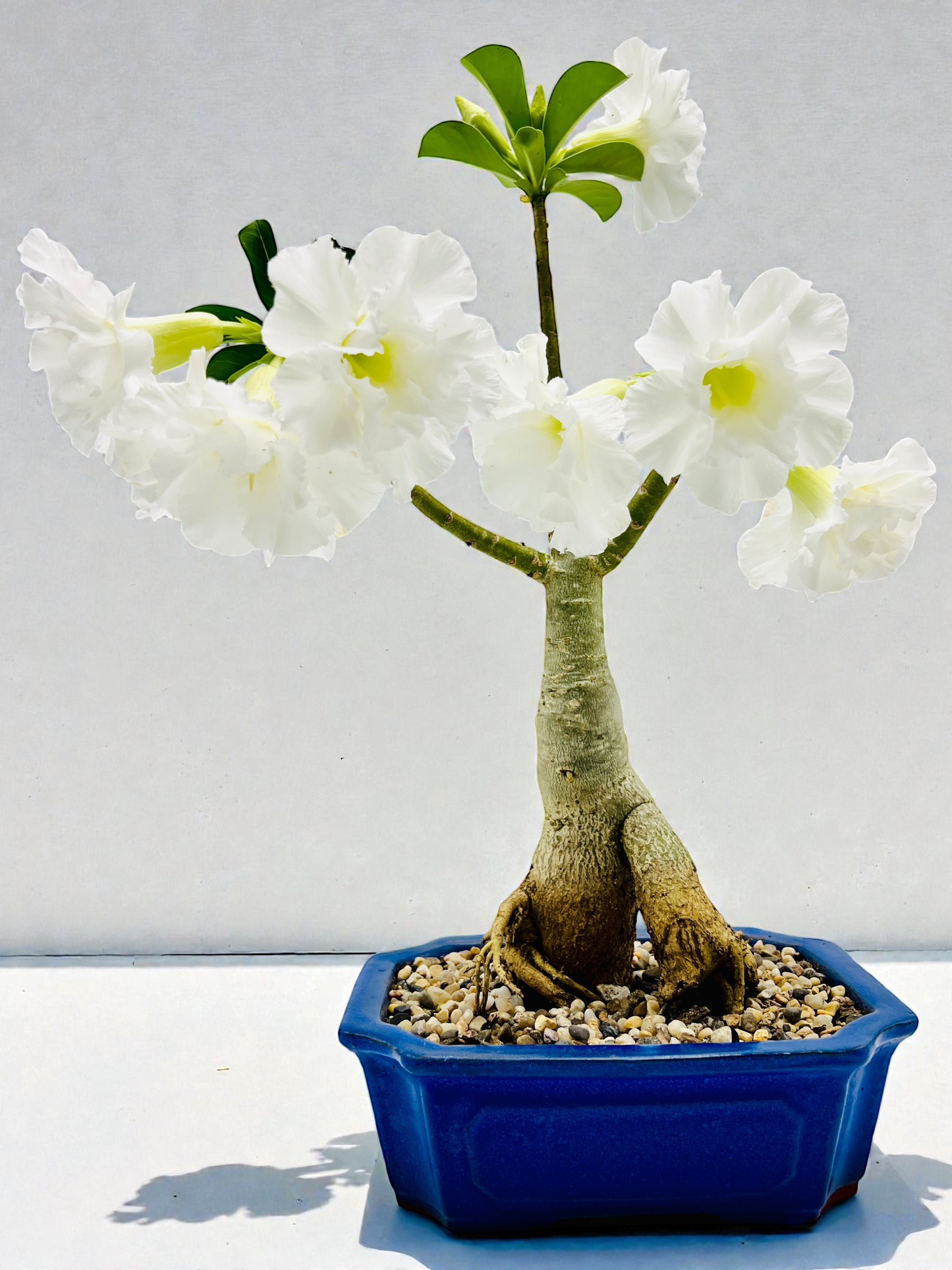 Double White Desert Rose Bonsai Tree