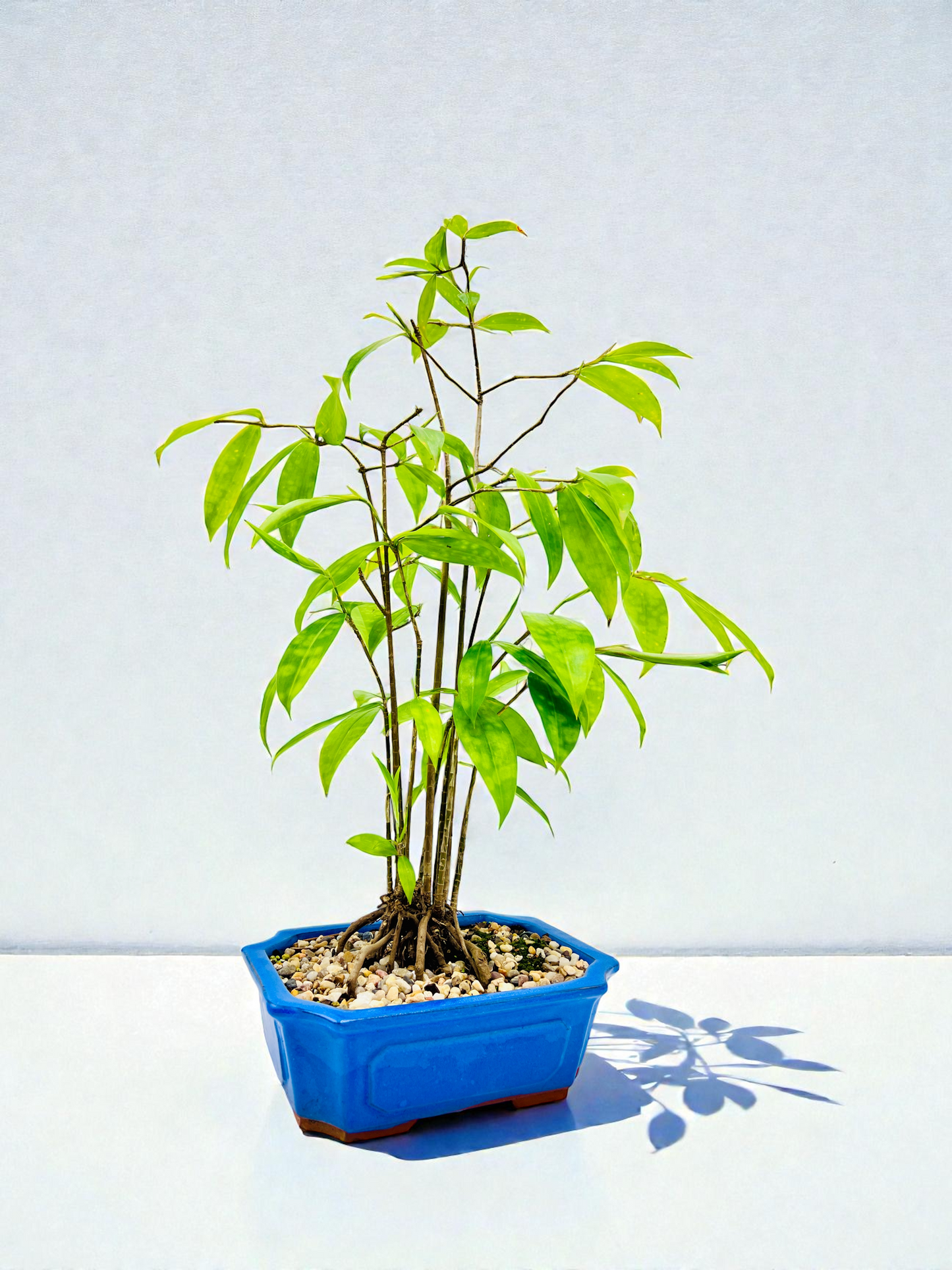 2018 Indoor Dracaena Surculosa 60cm Tall