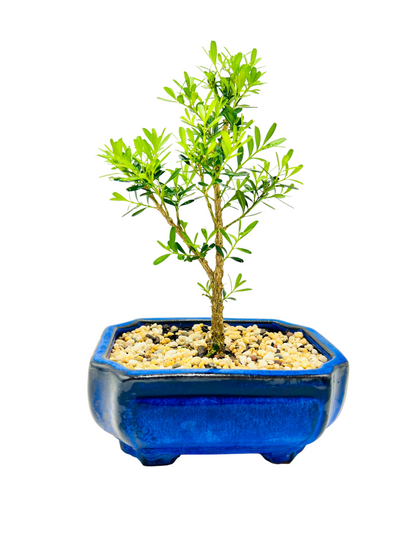 6” Harlandii Buxus Bonsai Tree