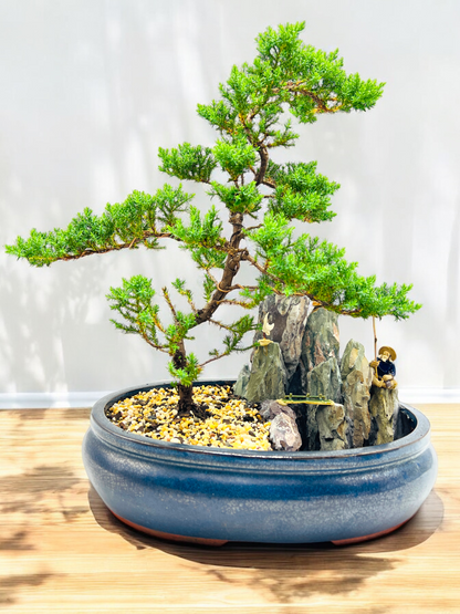 14" Juniper With Rock Feature Bonsai Tree