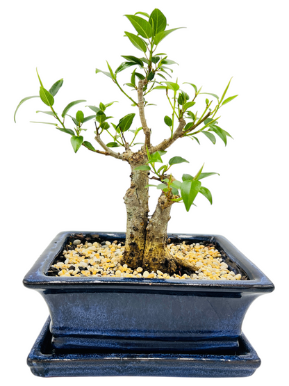 8 Inch Twin Trunk Small Leaf Fig Bonsai Tree With Saucer