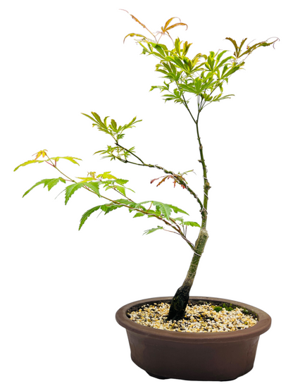 Japanese Maple 12 Inch