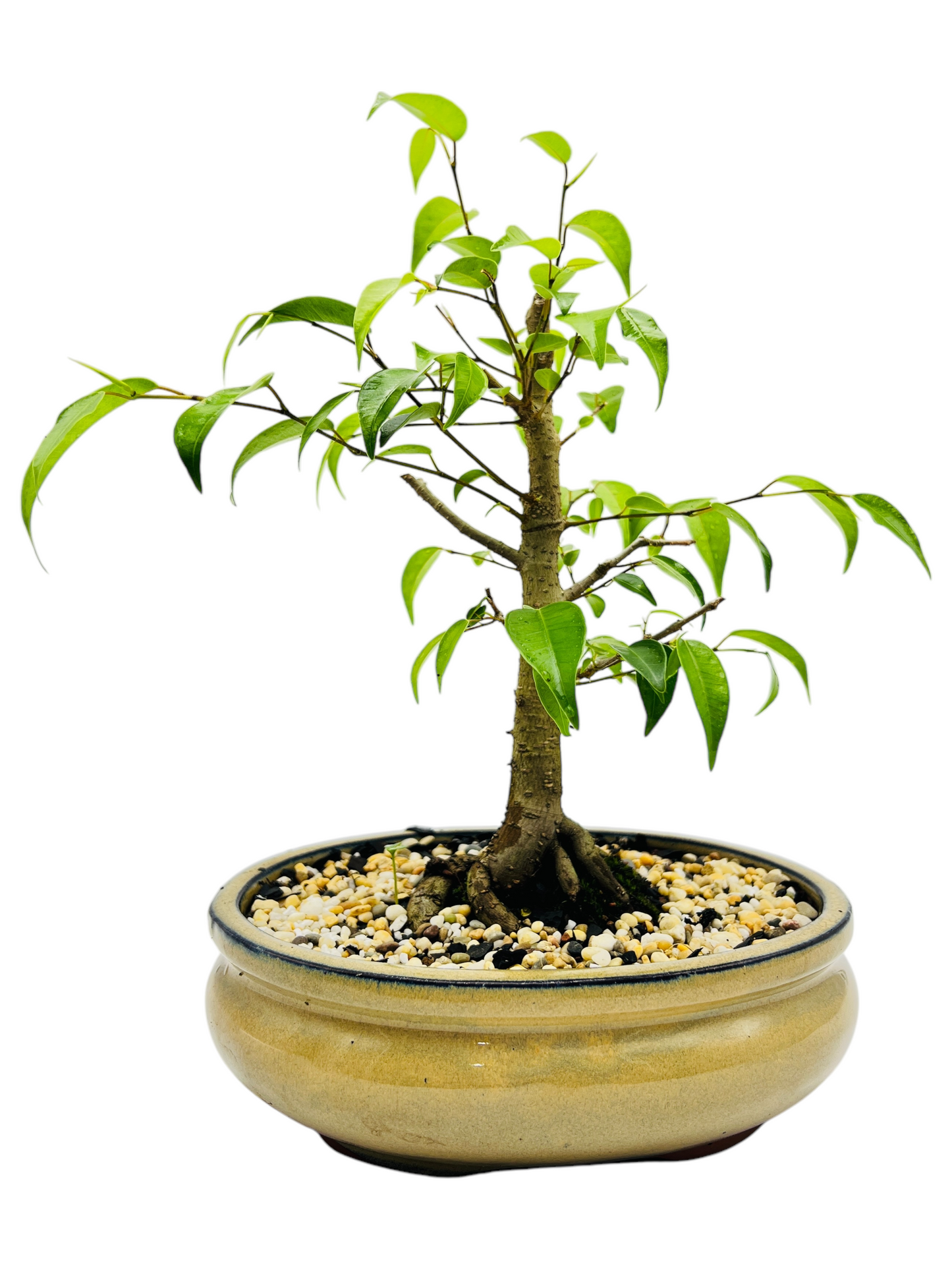 8 Inch Weeping Fig Bonsai Tree