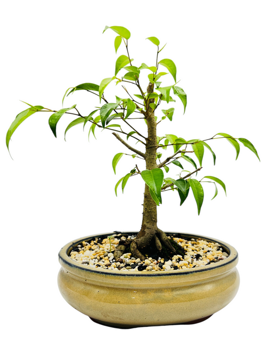 8 Inch Weeping Fig Bonsai Tree