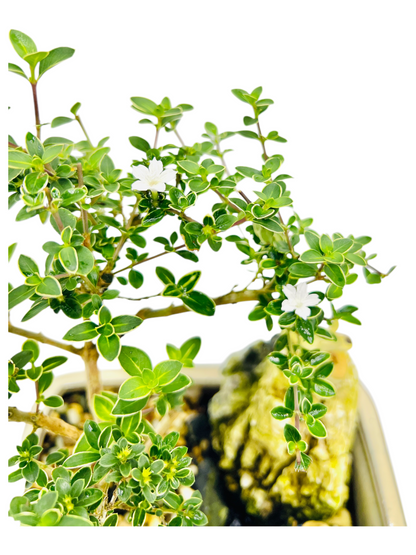 7 Inch Serissa Bonsai Tree With Rock Feature