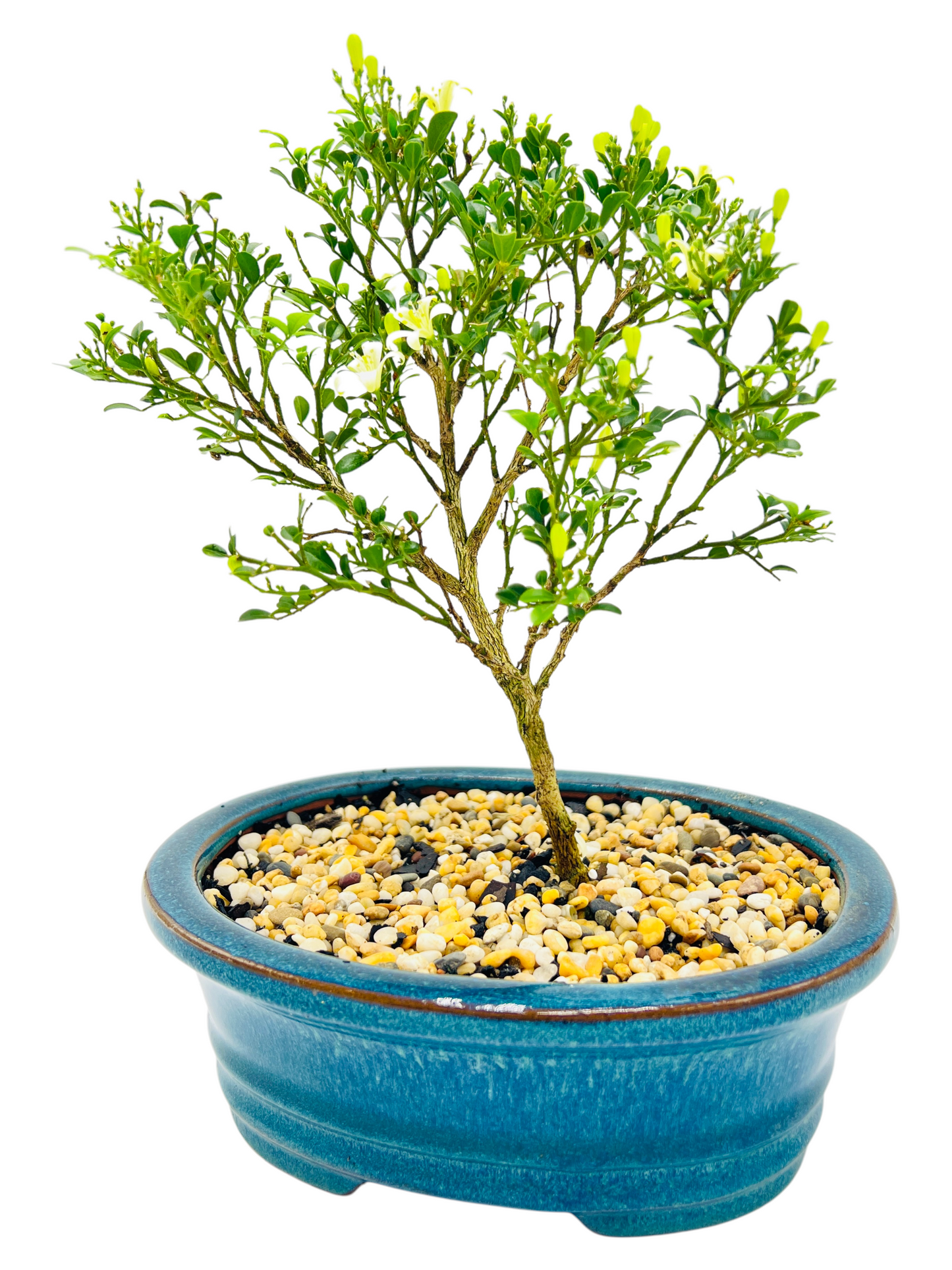 8 Inch Mini Jasmine Bonsai Tree