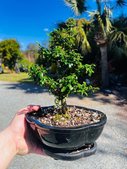 8 Inch Neea Buxifolia Bonsai Tree - Black Pot With Saucer