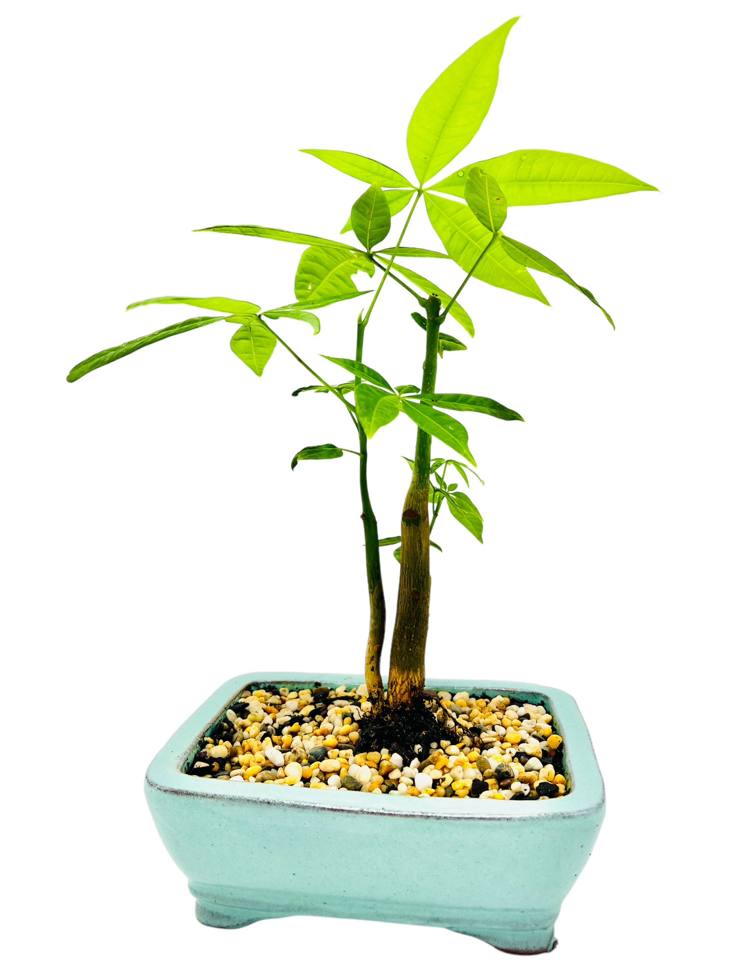 Twin Trunk Indoor Guiana Chestnut “Pachira Aquatica” Bonsai Tree 6 Inch 发财树