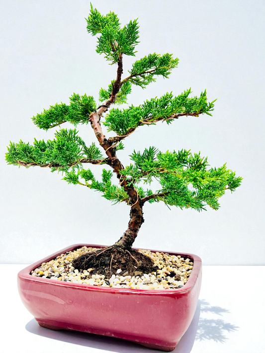 2013 Twisted Trunk Japanese Shimpaku Juniper Bonsai Tree