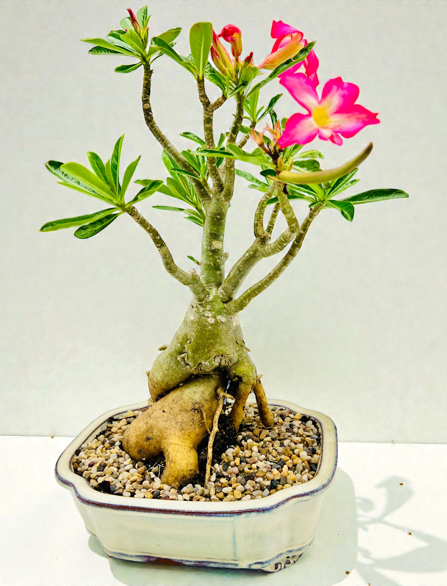 50cm Mature Desert Rose Bonsai Tree - Pink Flowers