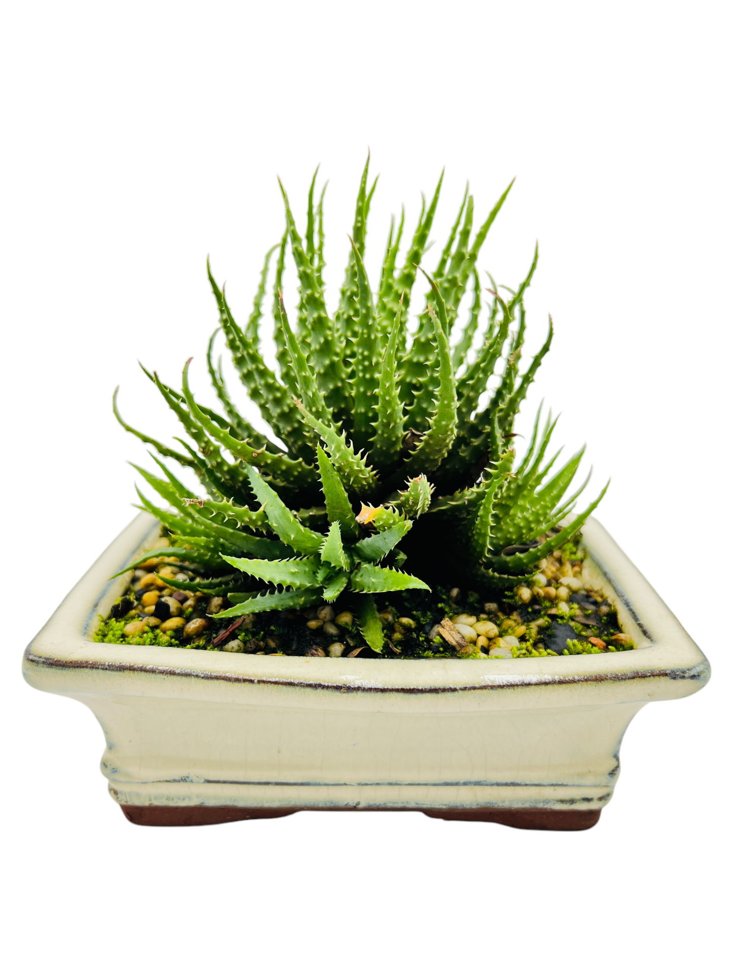 Succulent Bonsai Tree 6 Inch