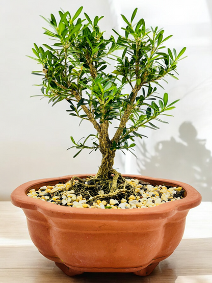 Harlandii Buxus 8" Bonsai Tree