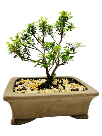 6” Saotome Azalea Bonsai Tree