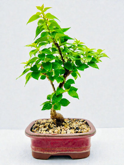 8” Pixie Pink Bougainvillea Bonsai Tree 40cm Tall