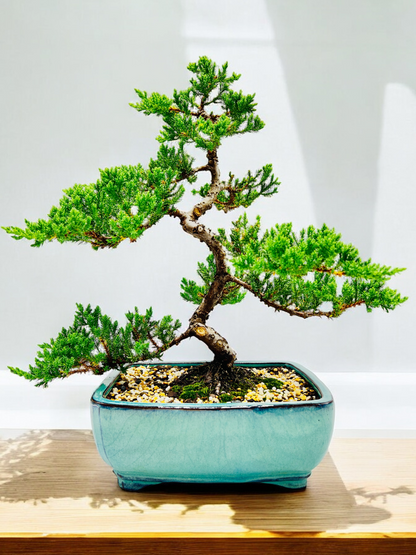 2008 Advanced Twisted Trunk Juniper Squamata Bonsai Tree