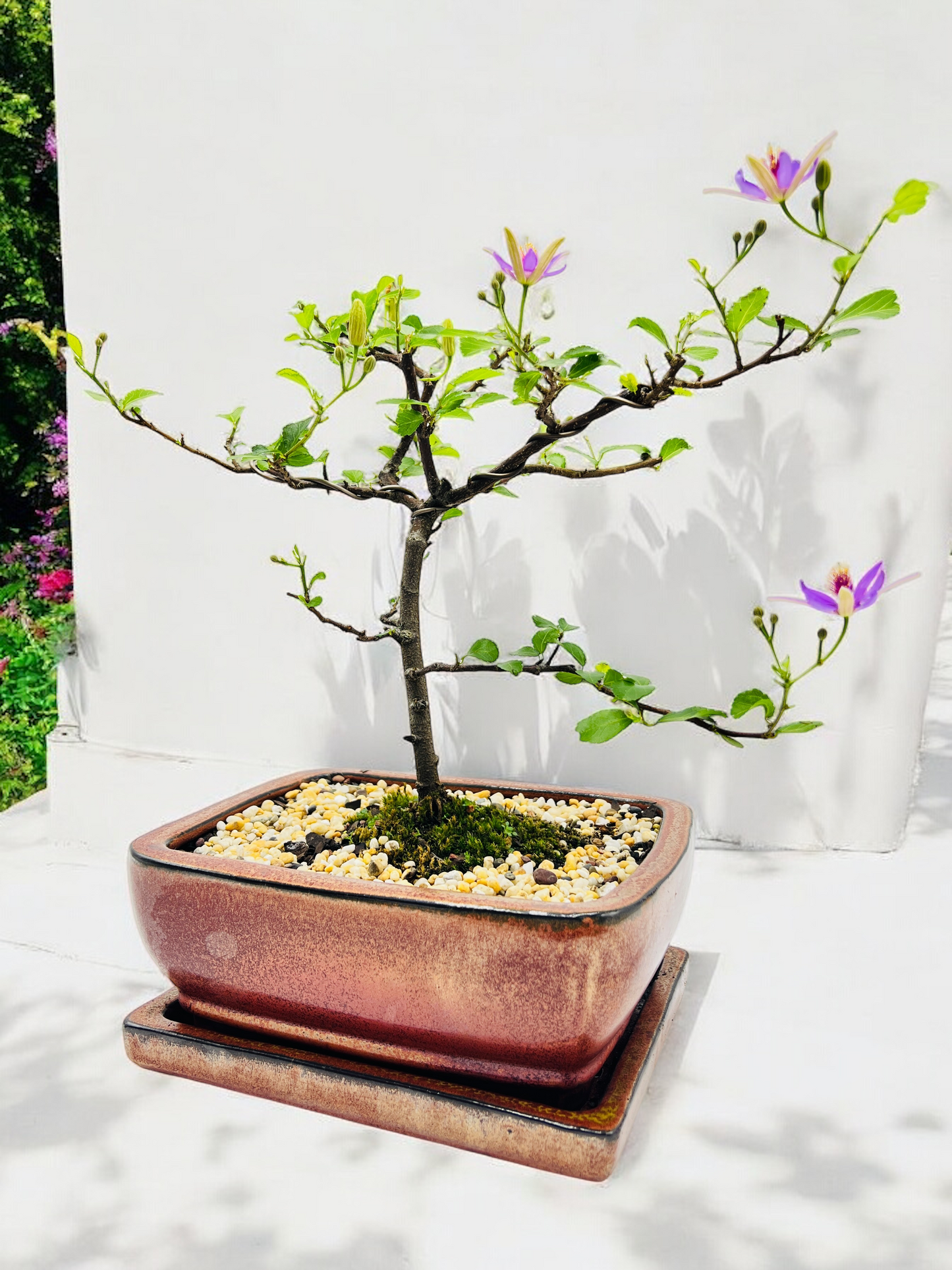 8 Inch Lavender Star Bonsai Tree With Ceramic Saucer