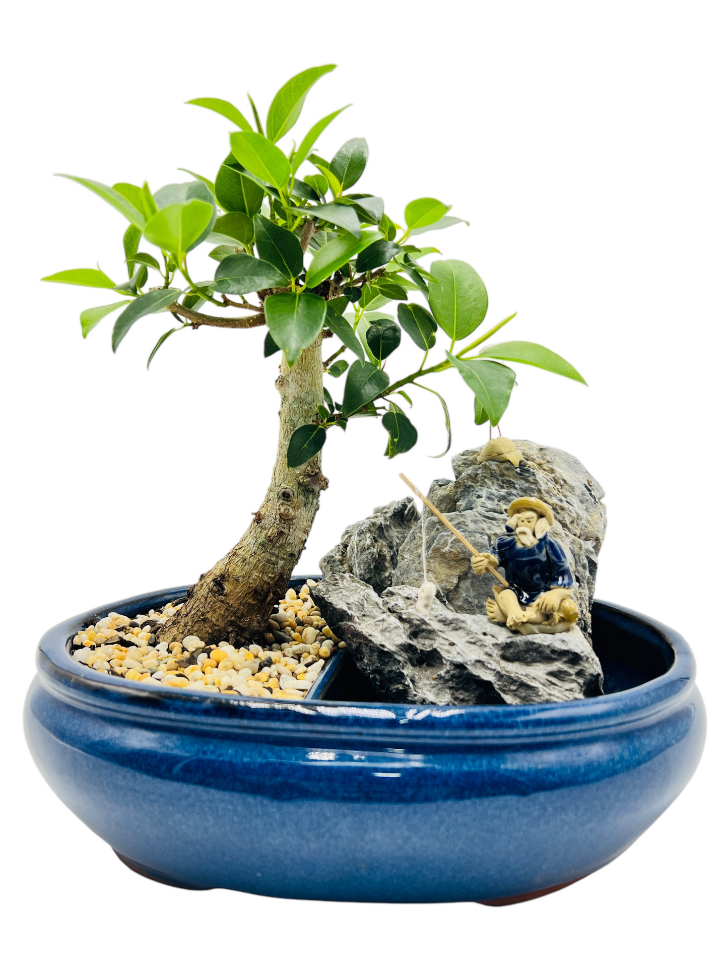 10 Inch Small Leaf Fig Bonsai Tree With Rock Feature