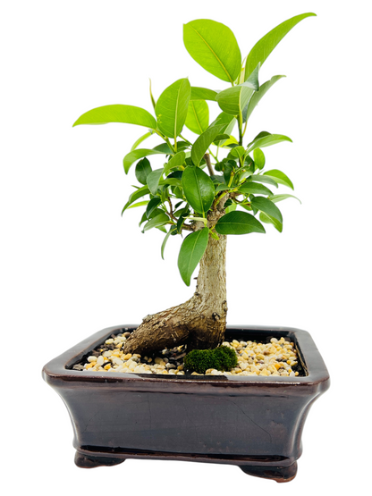 8 Inch Small Leaf Fig Bonsai Tree