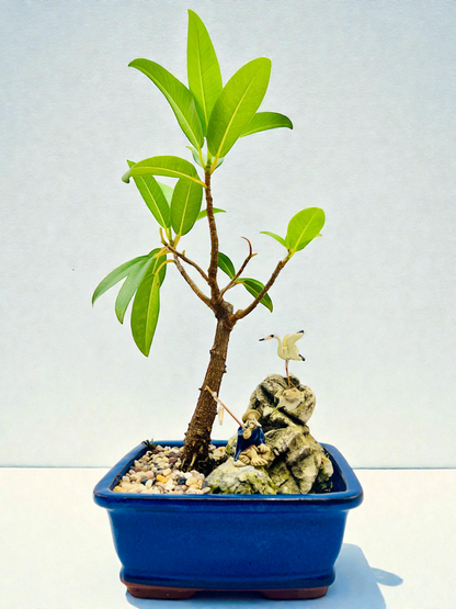 Rock Feature Small Leaf Fig Bonsai Tree 7 Inch